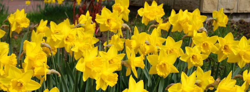 Pola nadziei w&nbsp;programie PITy do&nbsp;rozliczeń podatkowych.